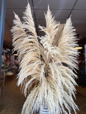 Pampas Grass