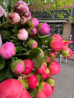 Peony passion