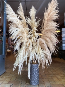 Pampas Grass